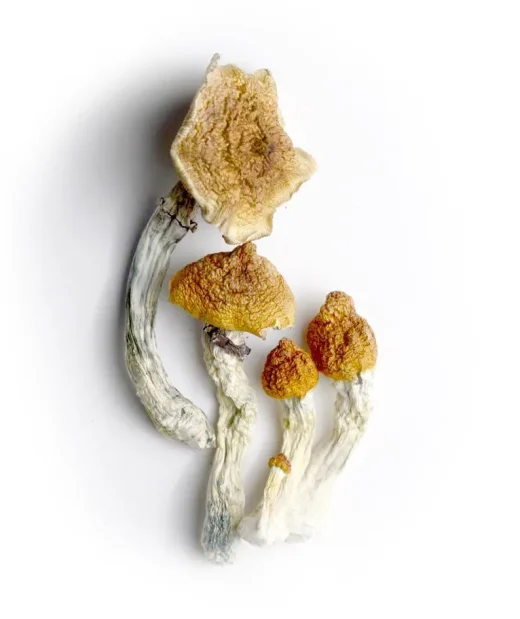 Koh Samui Mushrooms